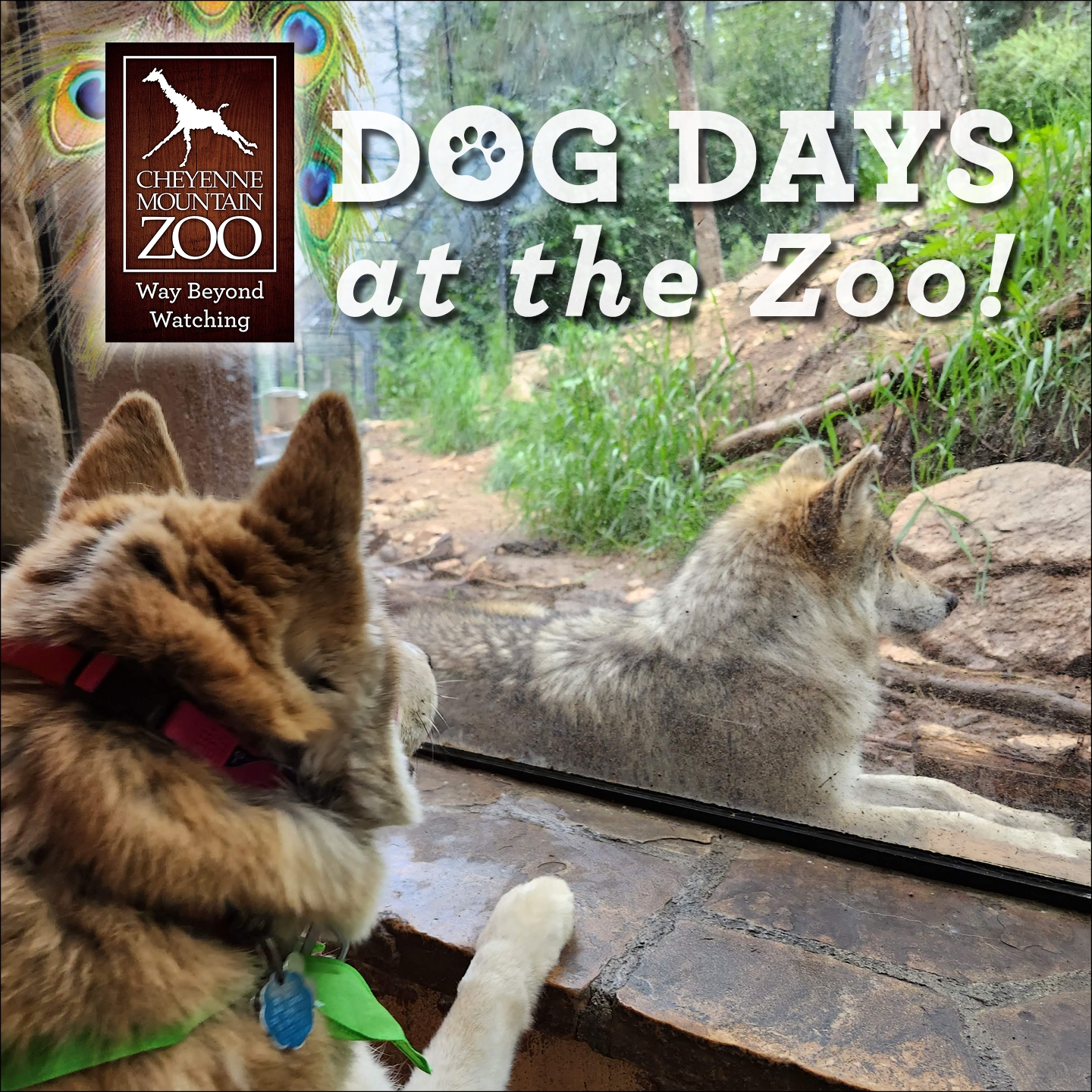 Dog Days at Cheyenne Mountain Zoo
